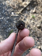 Apiomorpha strombylosa