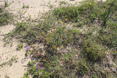 Ornithogalum