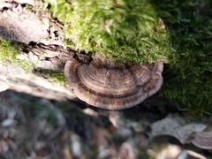 Trametes betulina