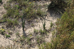 Ornithogalum