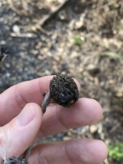 Apiomorpha strombylosa