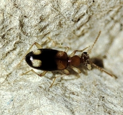 Stricticomus tobias
