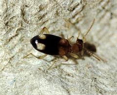 Stricticomus tobias