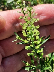 Lepidium virginicum