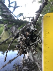 Platismatia tuckermanii