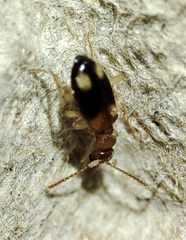 Stricticomus tobias
