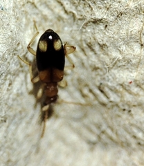 Stricticomus tobias