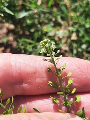Lepidium virginicum
