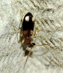 Stricticomus tobias