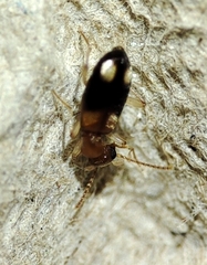 Stricticomus tobias