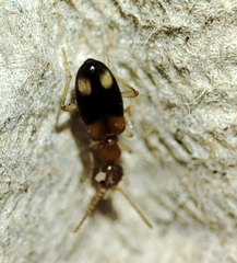 Stricticomus tobias