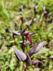 Serapias strictiflora
