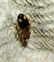 Stricticomus tobias