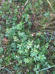 Thalictrum minus