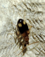 Stricticomus tobias