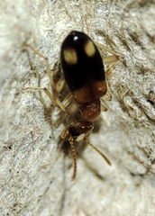 Stricticomus tobias