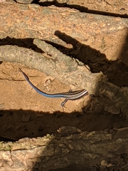 Plestiodon fasciatus