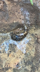 Philomycus carolinianus