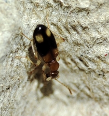 Stricticomus tobias