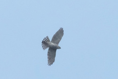 Accipiter gularis