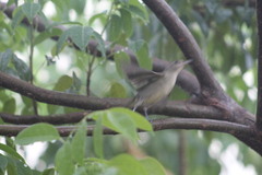 Vireo magister