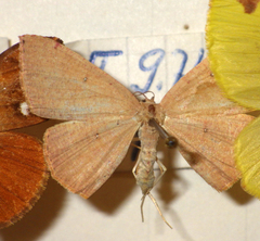 Cyclophora