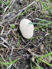 Lycoperdon