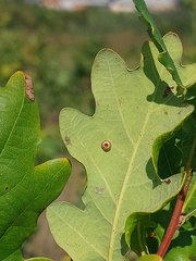 Neuroterus numismalis