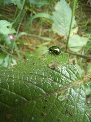 Chrysolinina