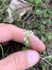 Galium saxatile