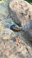 Philomycus carolinianus