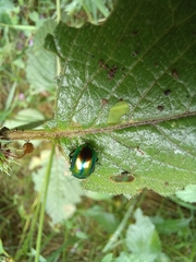 Chrysolinina
