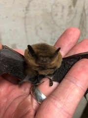 Pipistrellus