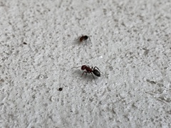 Camponotus planatus