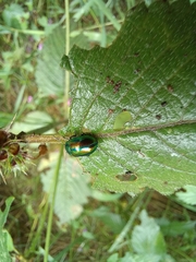 Chrysolinina