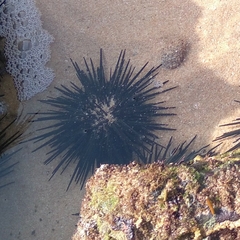 Stomopneustes variolaris