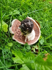 Agaricus campestris