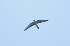 Falco amurensis