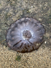 Chrysaora fuscescens