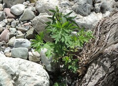 Artemisia verlotiorum