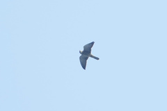 Falco amurensis