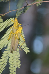 Tropidacris cristata