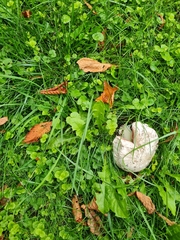 Agaricus campestris
