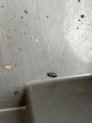 Notiophilus biguttatus