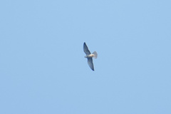 Falco amurensis