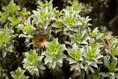 Haplopappus foliosus