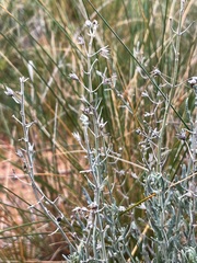 Teucrium racemosum