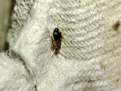 Stricticomus tobias