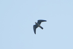 Falco amurensis