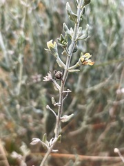 Teucrium racemosum